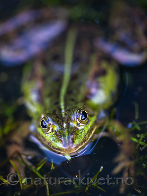 BB 15 0547 / Pelophylax esculentus / Hybridfrosk
